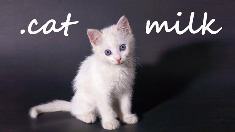 牛奶猫 封面图片